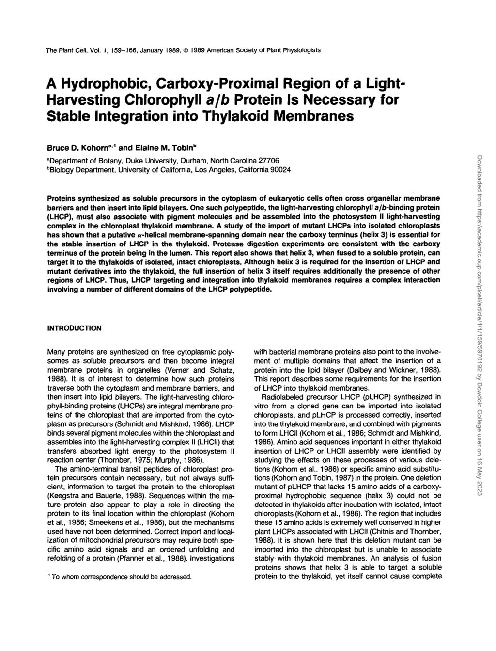 Miniature of A hydrophobic, carboxy-proximal region of a light-harvesting chlorophyll a/b protein is necessary for stable integration into thylakoid membranes.