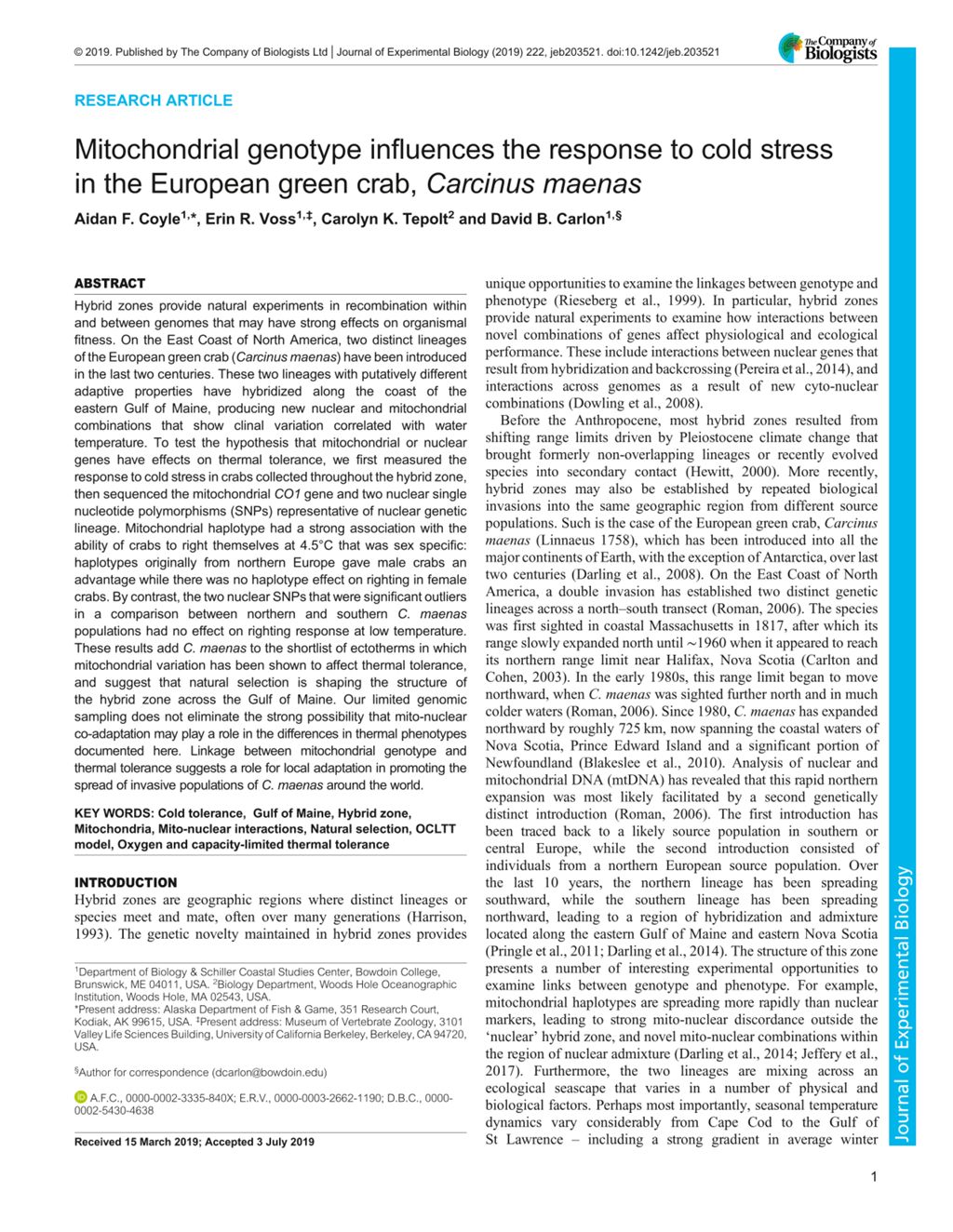 Miniature of Mitochondrial genotype influences the response to cold stress in the European green crab, Carcinus maenas